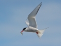 Arctic Tern