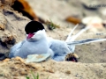 Arctic Tern