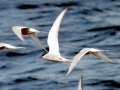 Arctic Tern