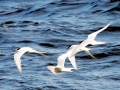 Arctic Tern