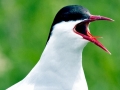 Arctic Tern