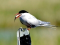 Arctic Tern