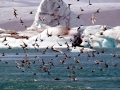 Arctic Tern