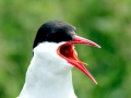 Arctic Tern