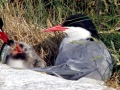 Arctic Tern