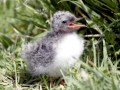 Arctic Tern