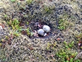 Arctic Tern