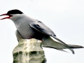 Arctic Tern