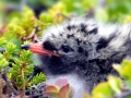 Arctic Tern
