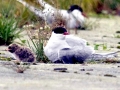 Arctic Tern