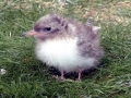 Arctic Tern