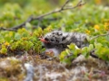Arctic Tern