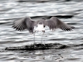 Arctic Tern