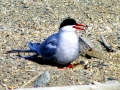 Arctic Tern