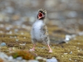 Arctic Tern