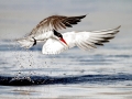 Arctic Tern
