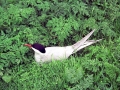 Arctic Tern
