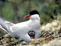 Arctic Tern