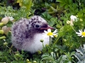 Arctic Tern