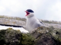 Arctic Tern
