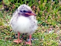 Arctic Tern