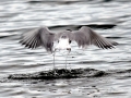 Arctic Tern