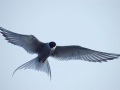 Arctic Tern