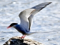 Arctic Tern