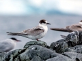Arctic Tern