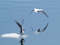 Arctic Tern