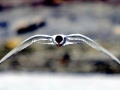 Arctic Tern