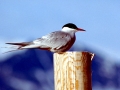 Arctic Tern