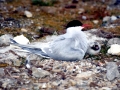 Arctic Tern