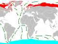 Arctic Tern