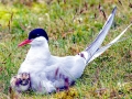 Arctic Tern