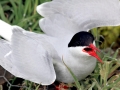 Arctic Tern