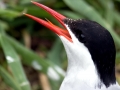 Arctic Tern