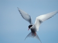 Arctic Tern