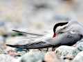 Arctic Tern