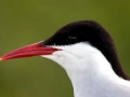 Arctic Tern