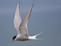Arctic Tern