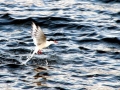 Arctic Tern