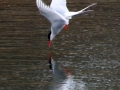 Arctic Tern