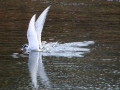 Arctic Tern
