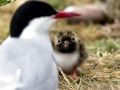 Arctic Tern