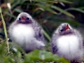 Arctic Tern