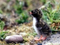 Arctic Tern