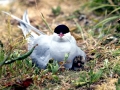 Arctic Tern