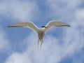 Arctic Tern