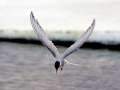 Arctic Tern